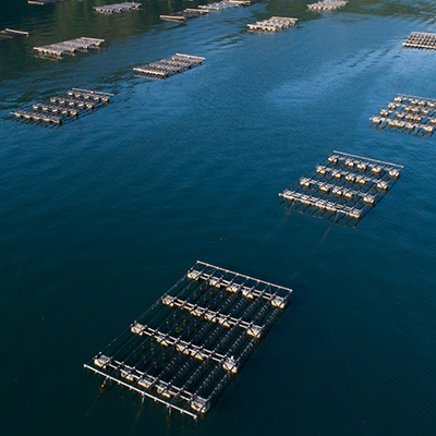 海中で育成